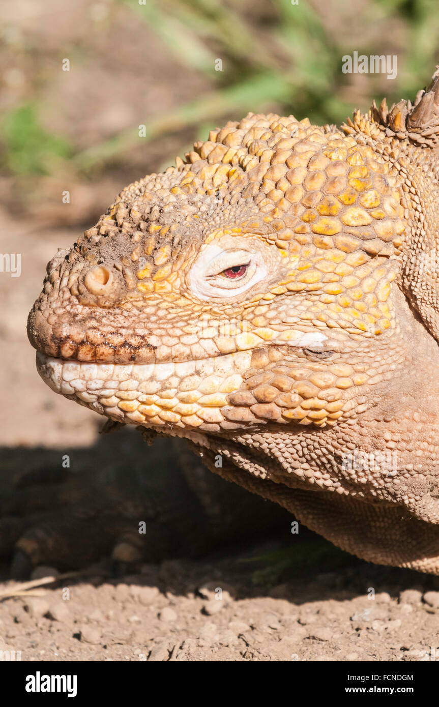 Galapagos land iguana, Conolophus subcristatus, Isla Isabela, Galapagos Islands, Ecuador Stock Photo