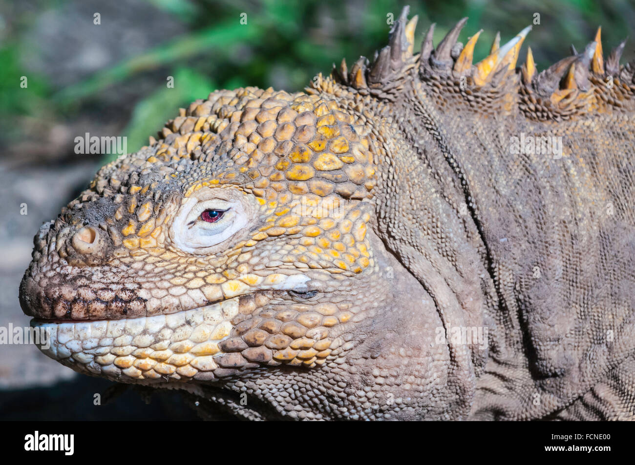 Galapagos land iguana, Conolophus subcristatus, Isla Isabela, Galapagos Islands, Ecuador Stock Photo