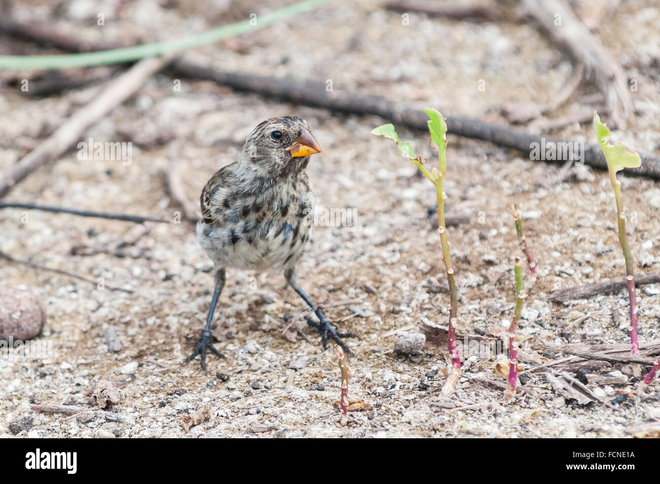 Female Medium Ground Finch, Geospiza fortis, Isla Isabela, Galapagos Islands, Ecuador Stock Photo