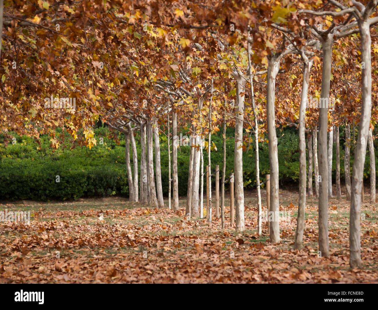 London Plane trees (Platanus x acerifolia). Autumn at Torreblanca Urban Park. Sant Just Desvern