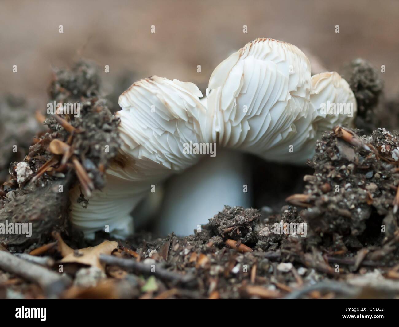 Underground fungus hi-res stock photography and images - Alamy