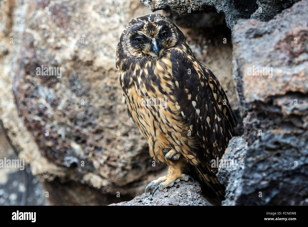 Short-eared Owl Asio flammeus galapagoensis Genovesa Island Galapagos Islands Ecuador Stock Photo