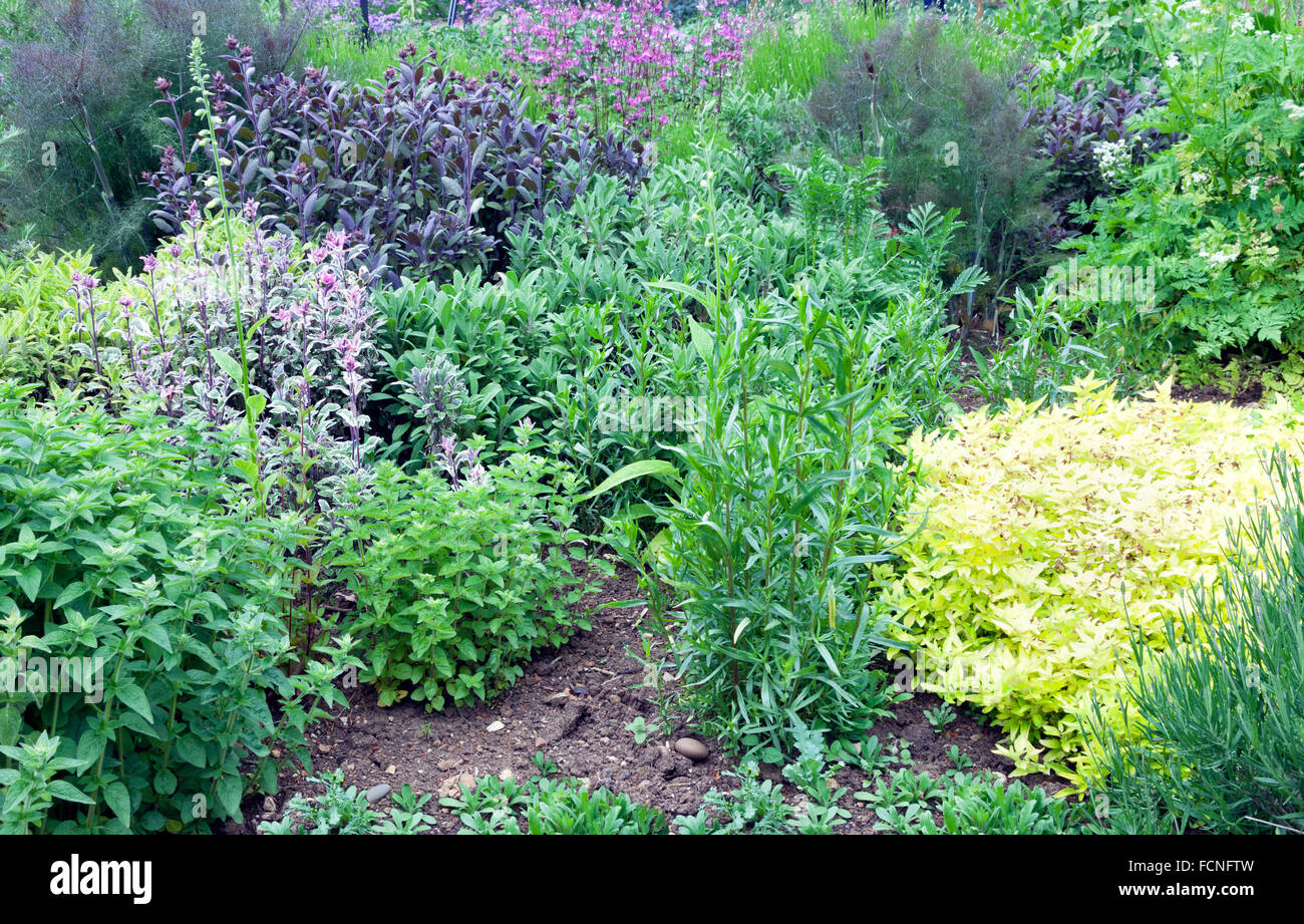 Aromatic herb garden with purple sage, thyme, rosemary, lavender, fennel and pink flowers, growing organic food in eco allotment Stock Photo