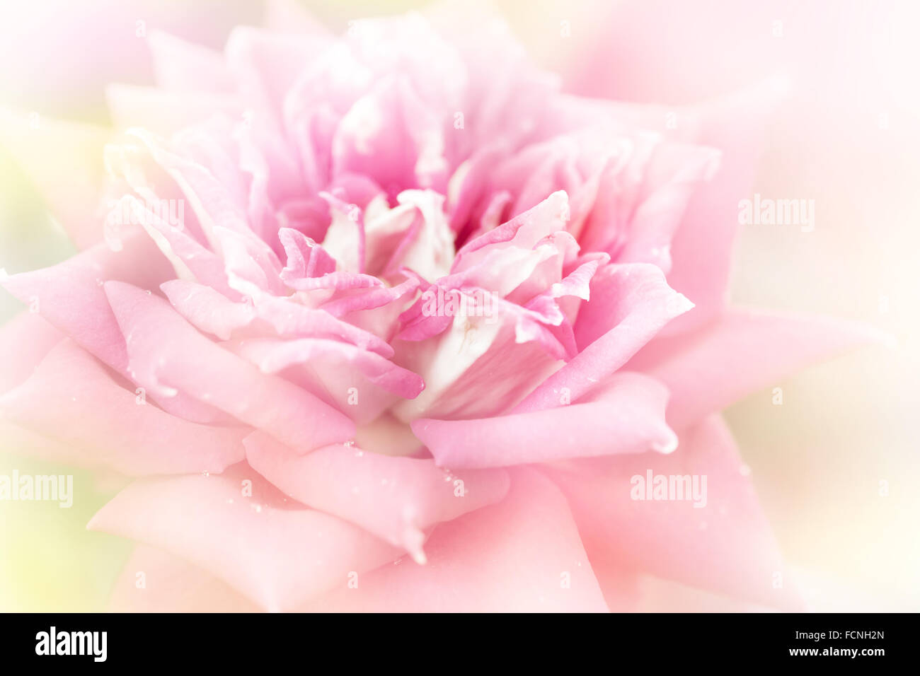 pink rose on blur background Stock Photo - Alamy