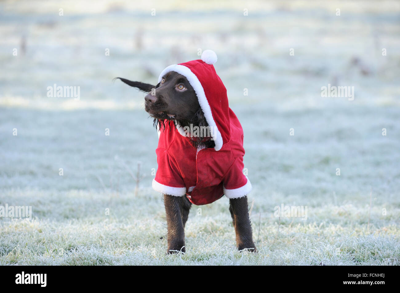 Working Cocker Spaniel (male), 8 months old, standing in a Santa outfit, with hood up, in frosty field, Bentley, Suffolk, Dec 20 Stock Photo