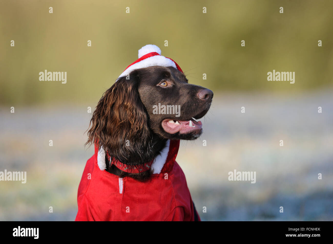 Working Cocker Spaniel, 8 months old, wearing Santa outfit, in frosty field, Bentley, Suffolk, Dec 2014 Stock Photo