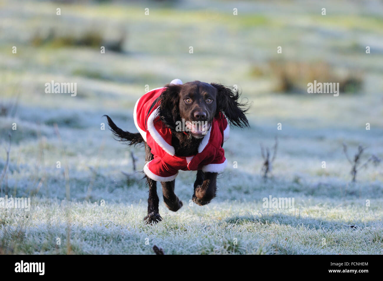 Working Cocker Spaniel (male), 8 months old, running in a Santa outfit, in frosty field, Bentley, Suffolk, Dec 2014 Stock Photo