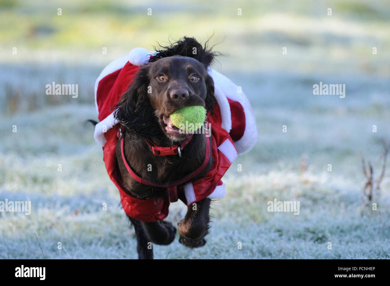 Working Cocker Spaniel (male), 8 months old, running in a Santa outfit, with tennis ball in his mouth, in frosty field, Bentley, Stock Photo