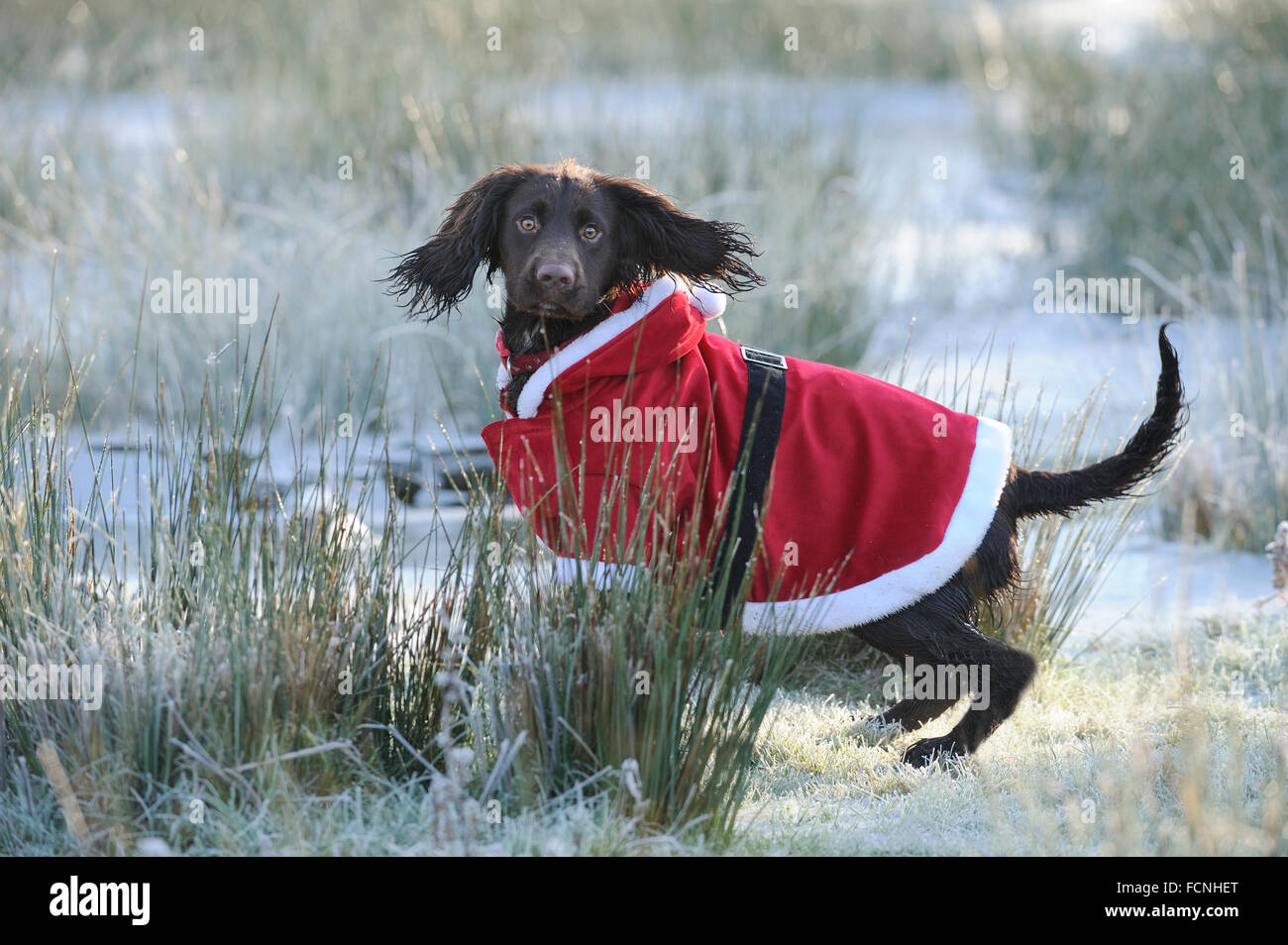 Working Cocker Spaniel (male), 8 months old, in a Santa outfit, with hood down over his eyes, in frosty water meadow, Bentley, S Stock Photo