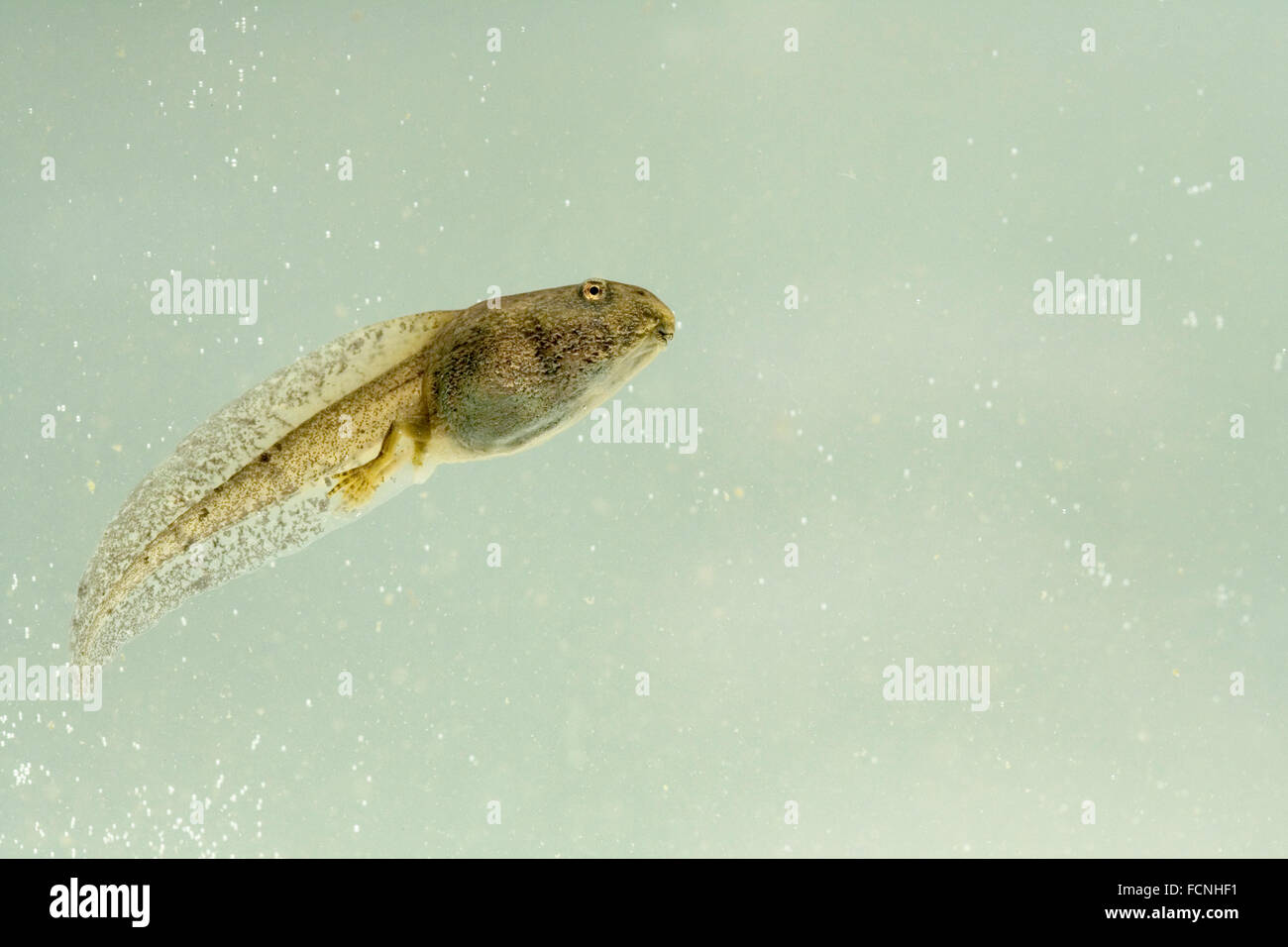 Large tadpole of common frog (Rana Temporaria), showing developing  back legs, swimming underwater, Bentley, Suffolk, May 2009 Stock Photo