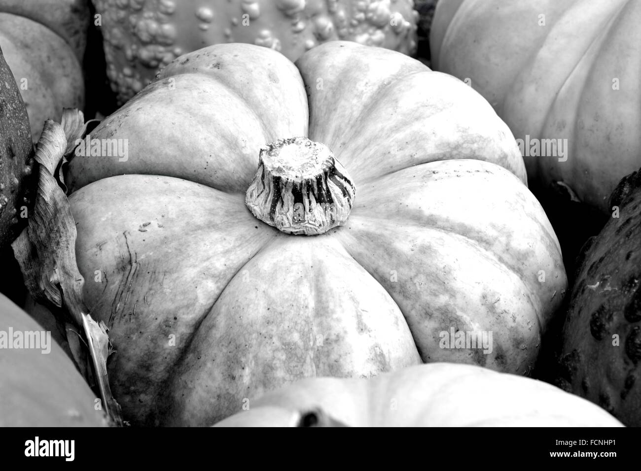Pumpkin ripe gourd fall Black and White Stock Photos & Images - Alamy