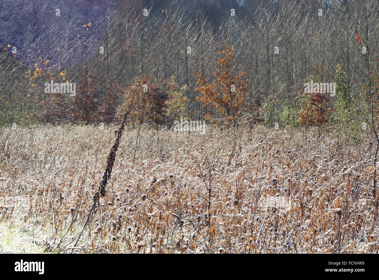 Woods In Falling Snow High Resolution Stock Photography and Images - Alamy