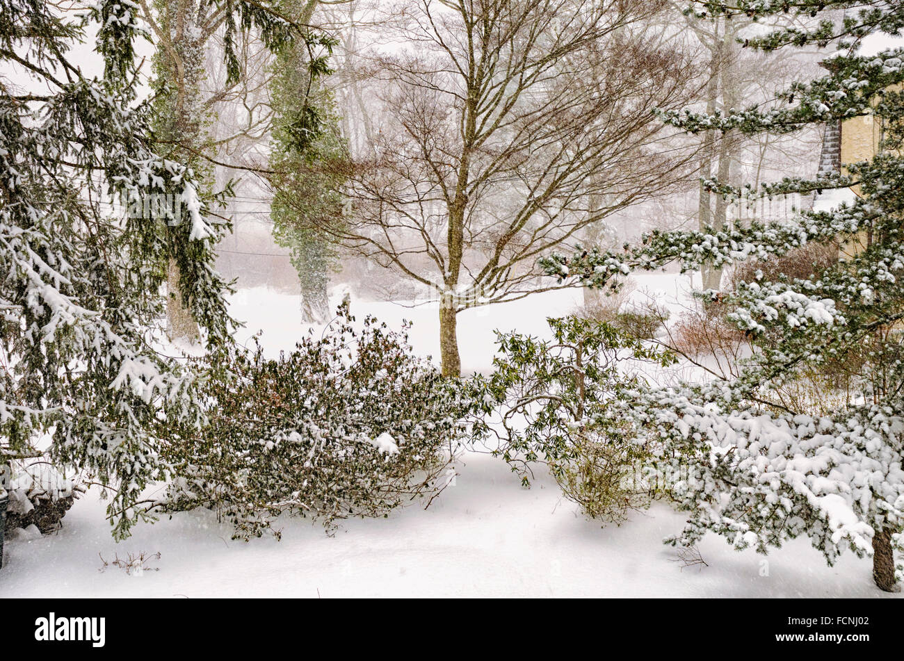 Chappaqua, New York, USA. 23rd January 2016. The first blizzard of 2016