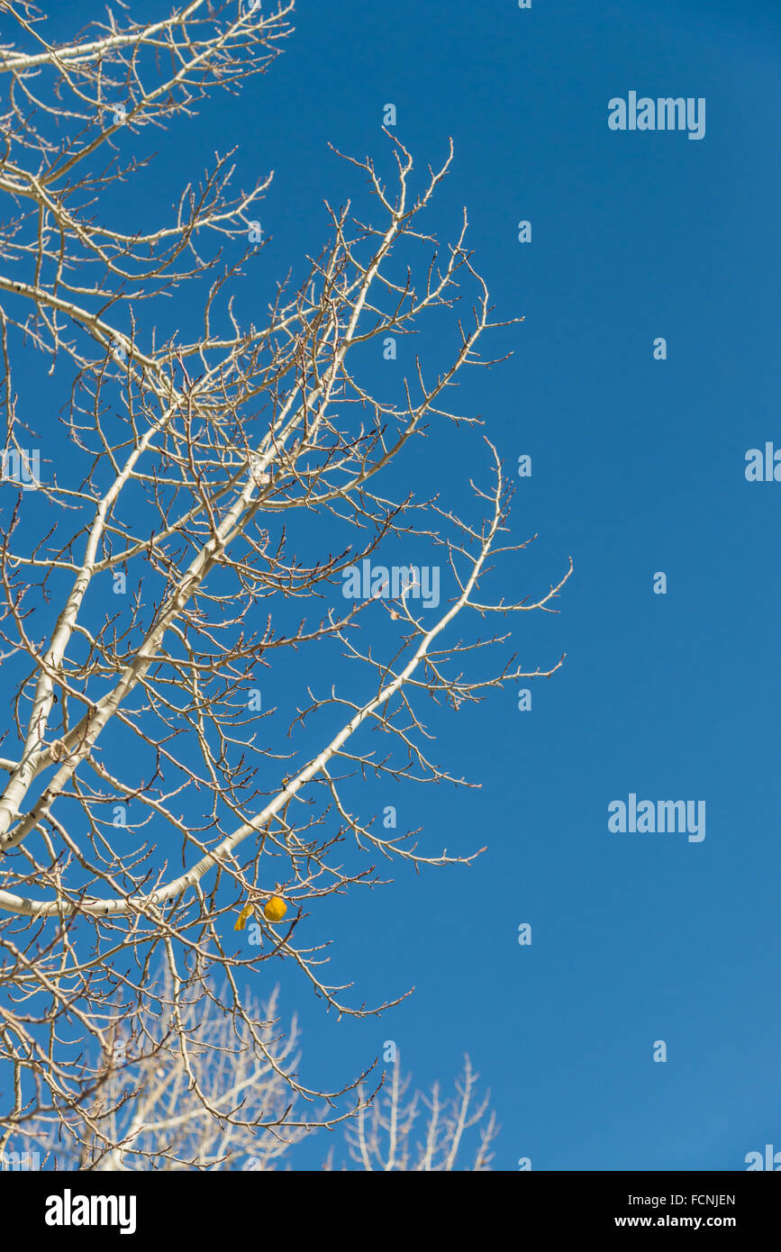 Yellow leaves on white tree with blue sky Stock Photo - Alamy