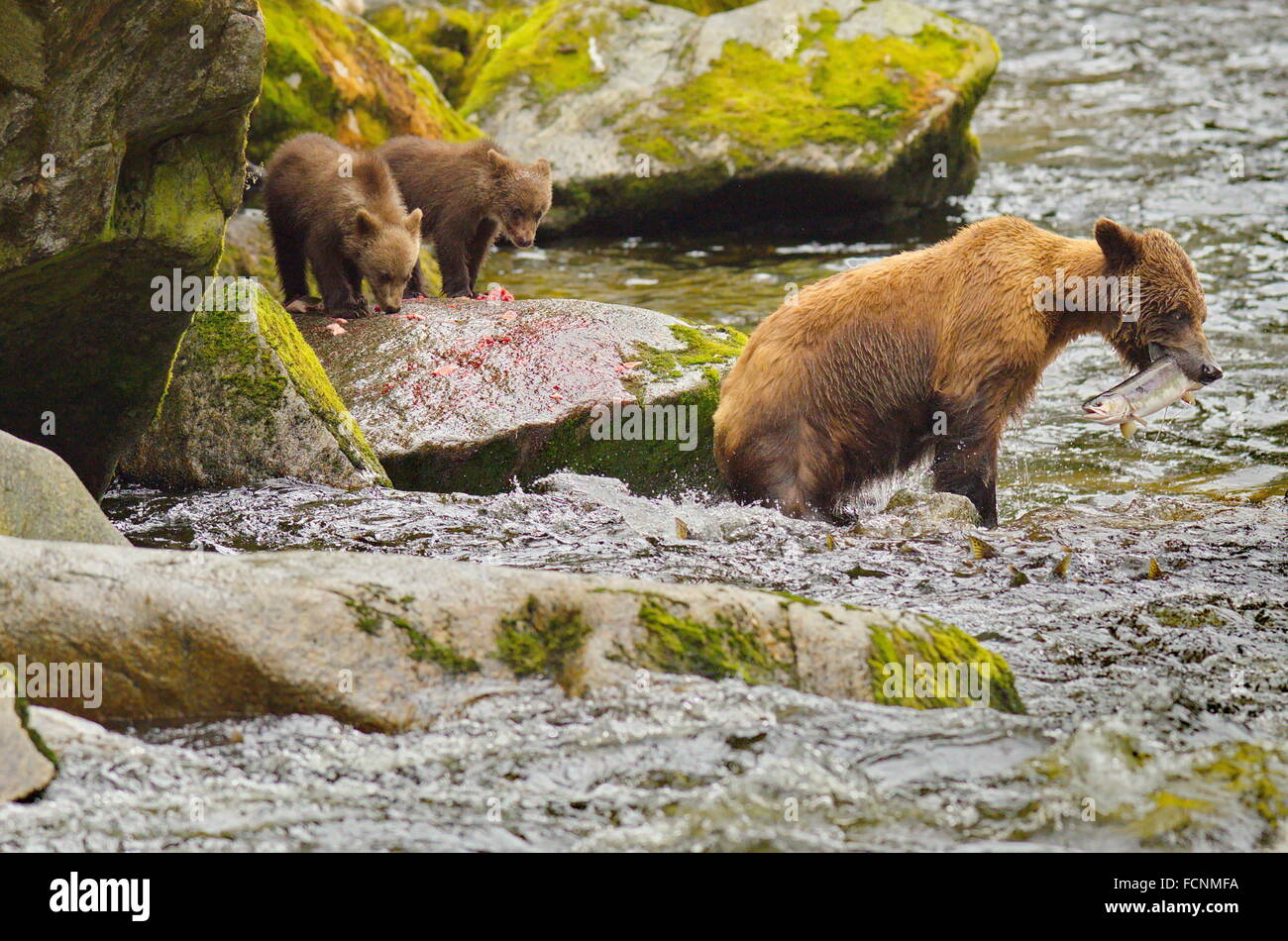 Brown Bear with cubs in Anan Alaska. Mother catching Salmon for cubs ...