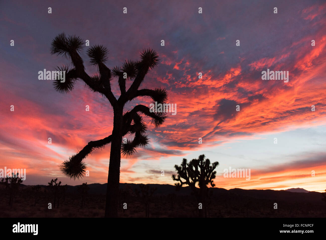 High Desert Sunset Twentynine Palms California