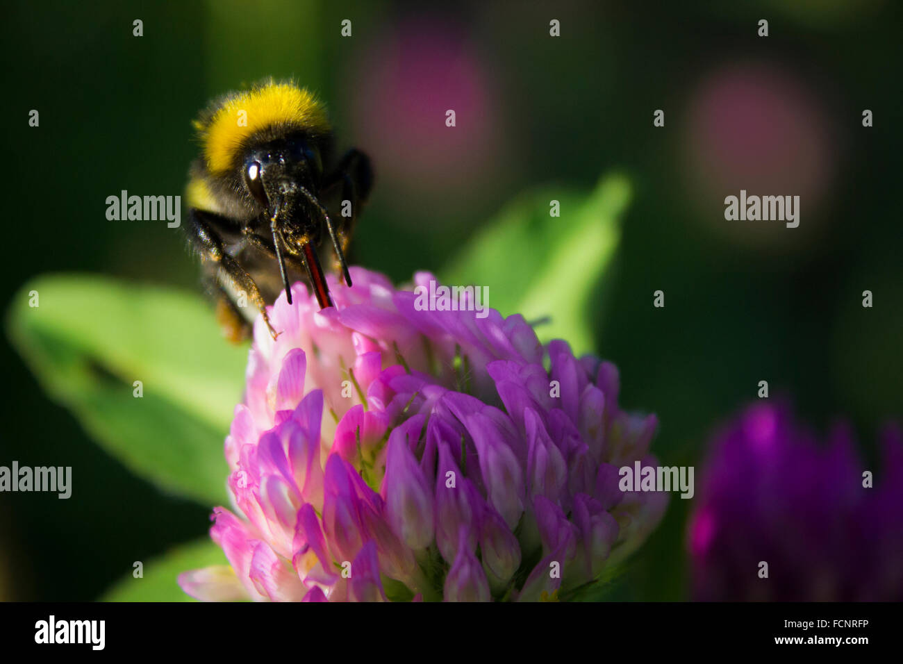 A bumblebee sucking nectar out of a flower Stock Photo