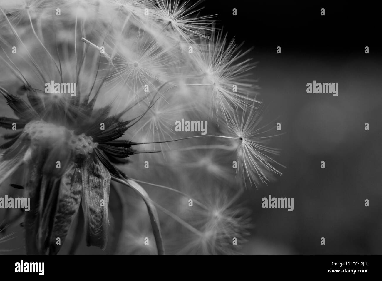 Dandelion field Black and White Stock Photos & Images - Alamy