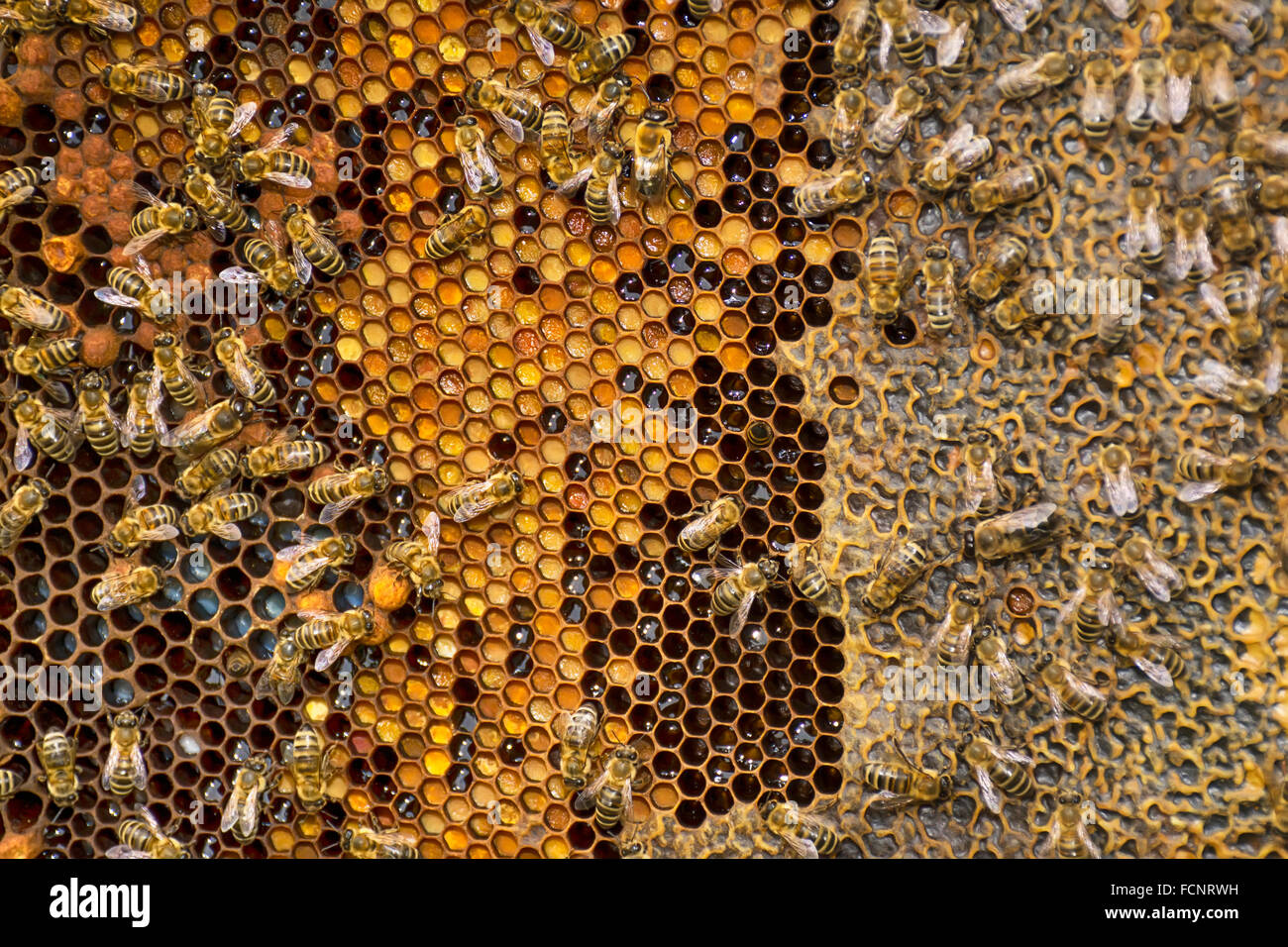 Bees collect honey over honeycomb on a background of wax Stock Photo ...