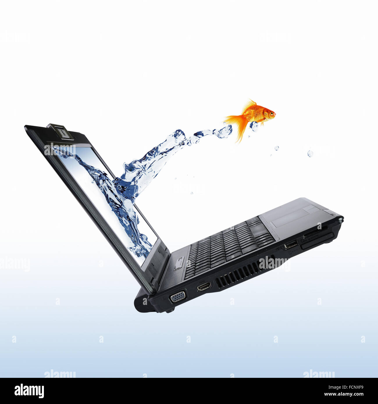picture of gold fish and laptop computer Stock Photo - Alamy