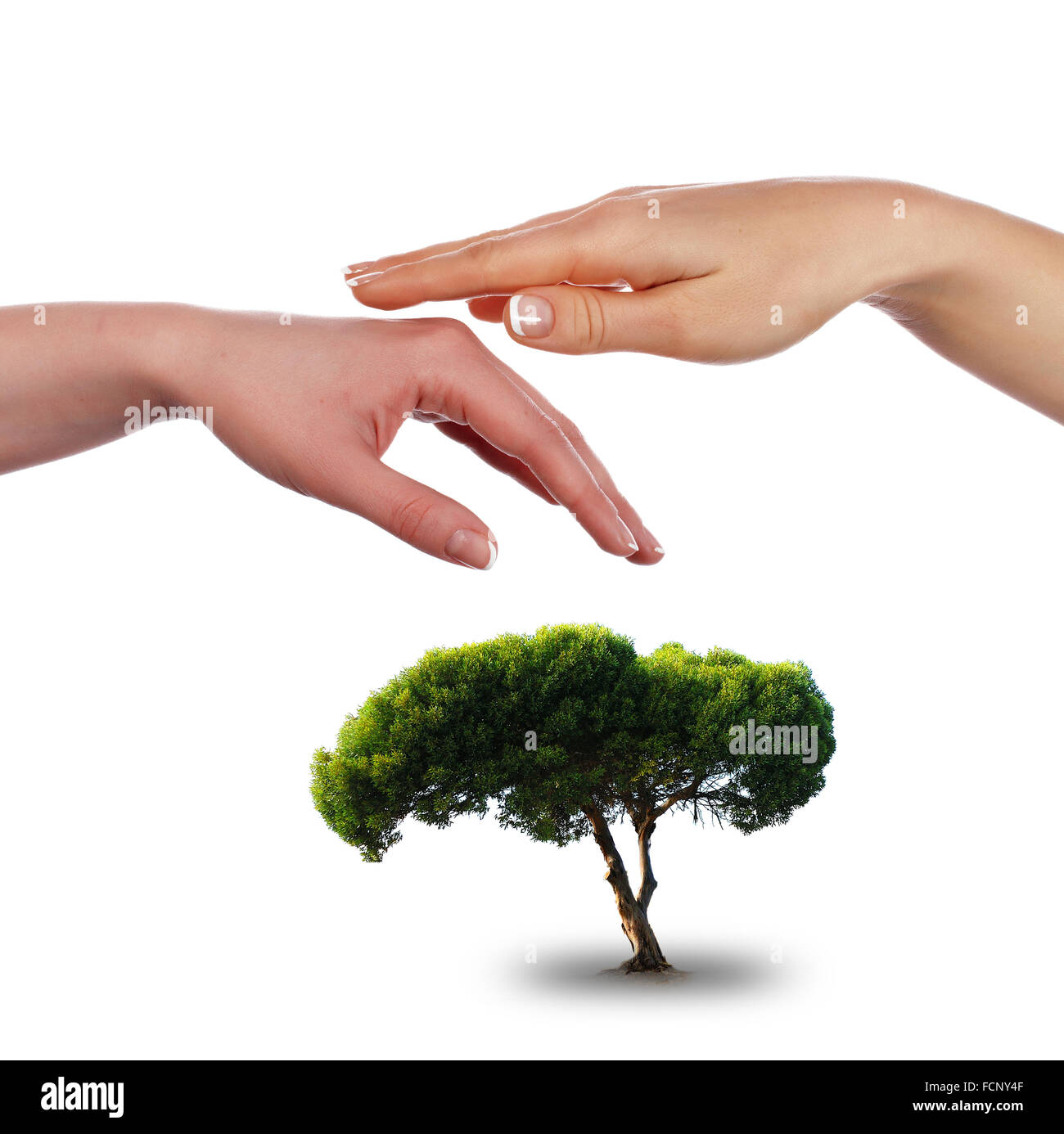 The palms and tree - a symbol of environmental protection Stock Photo