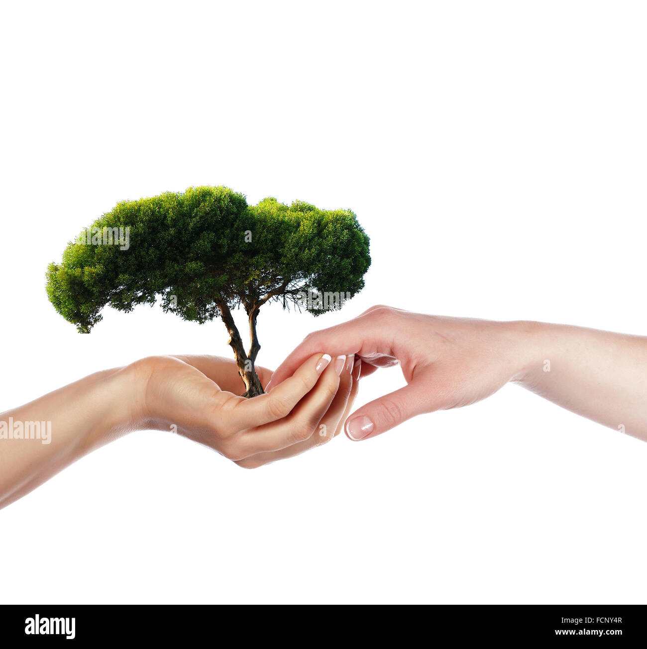 The palms and tree - a symbol of environmental protection Stock Photo