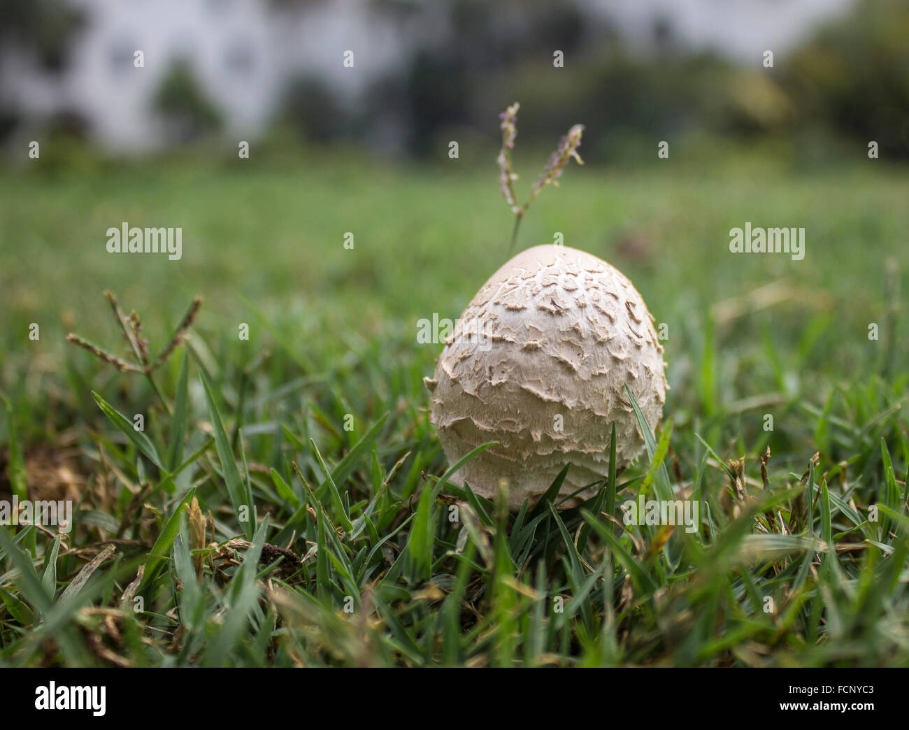 mushroom in the grass Stock Photo