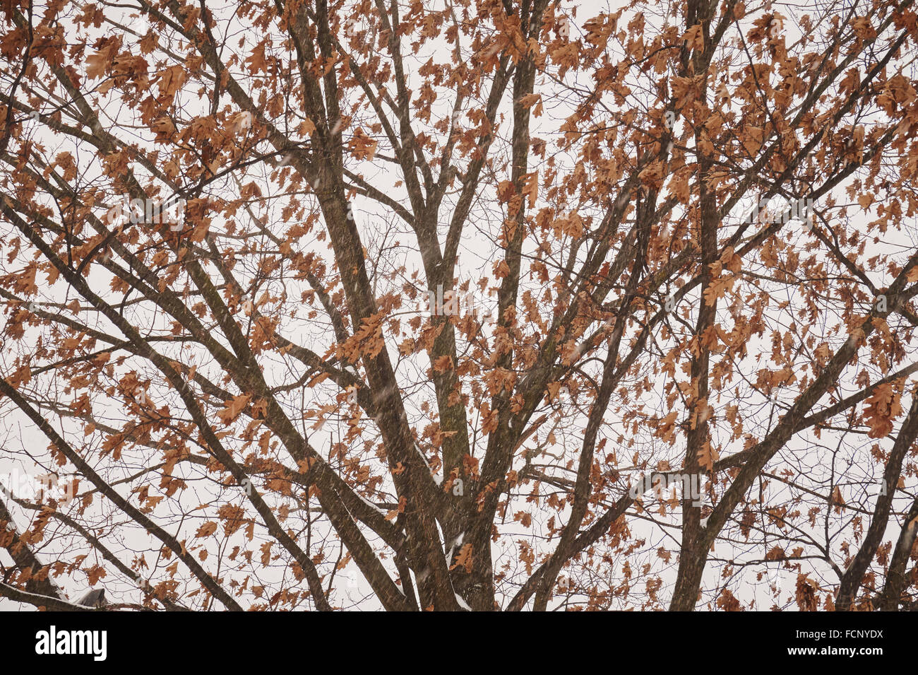 Oak tree with falling snow, Lancaster, Pennsylvania, USA Stock Photo