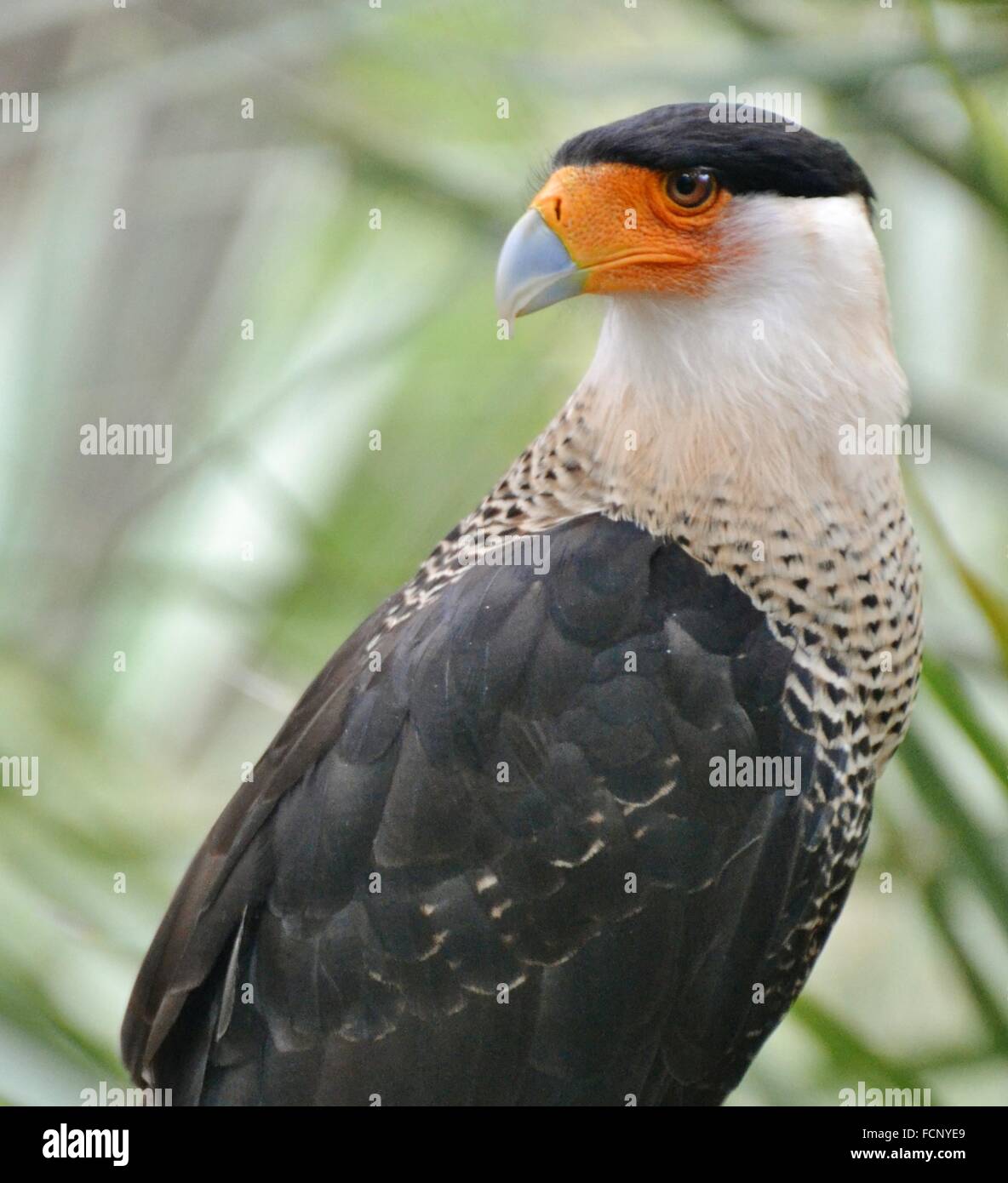 Scavengeing hi-res stock photography and images - Alamy