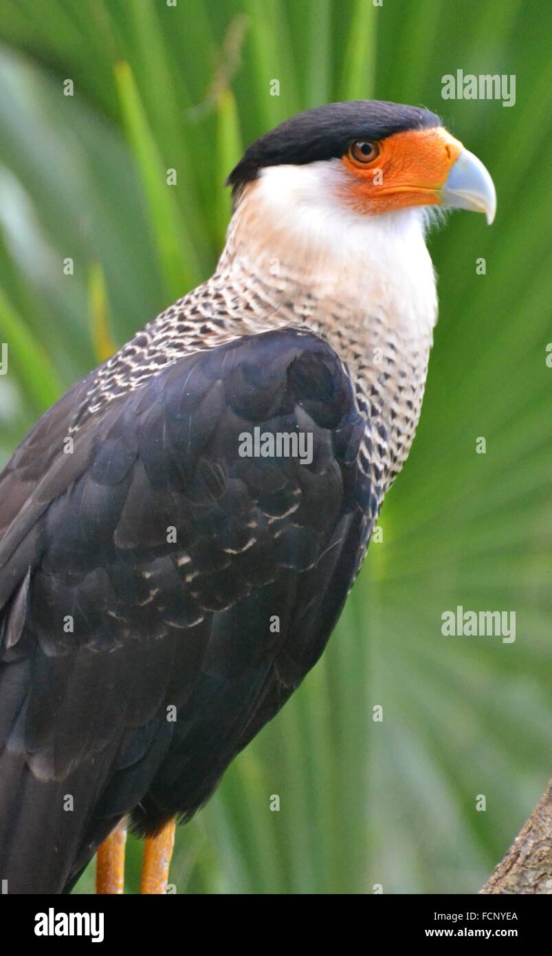 Scavengeing hi-res stock photography and images - Alamy