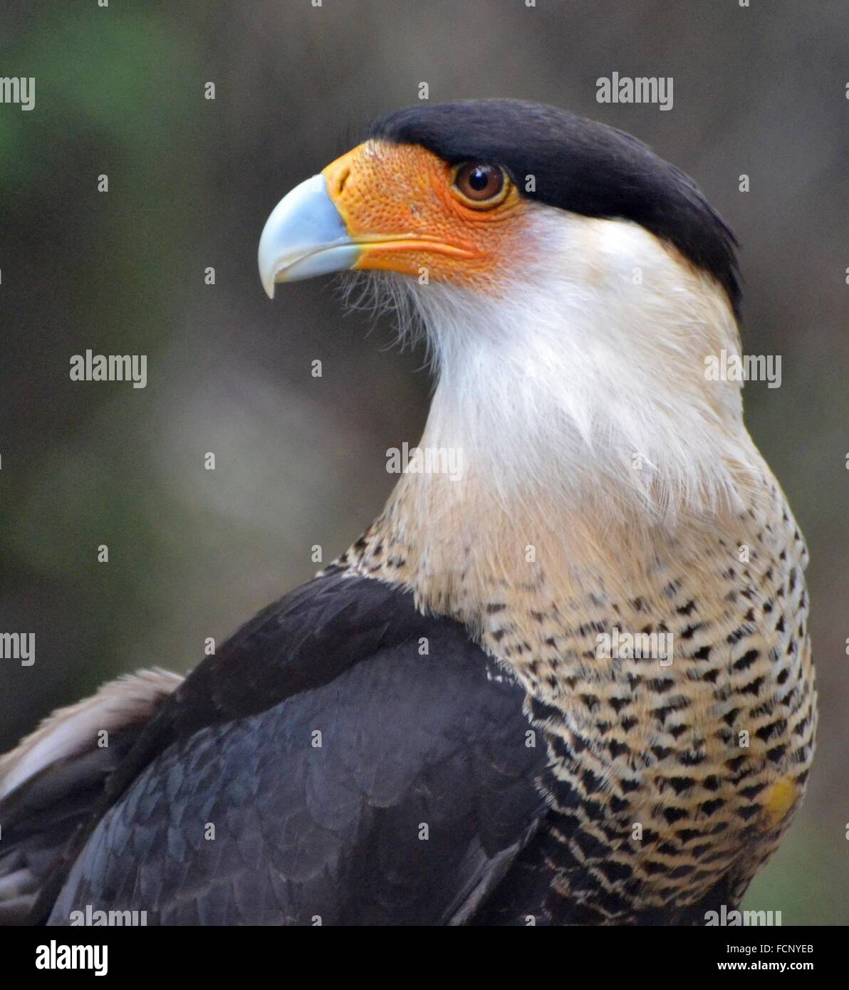 Scavengeing hi-res stock photography and images - Alamy