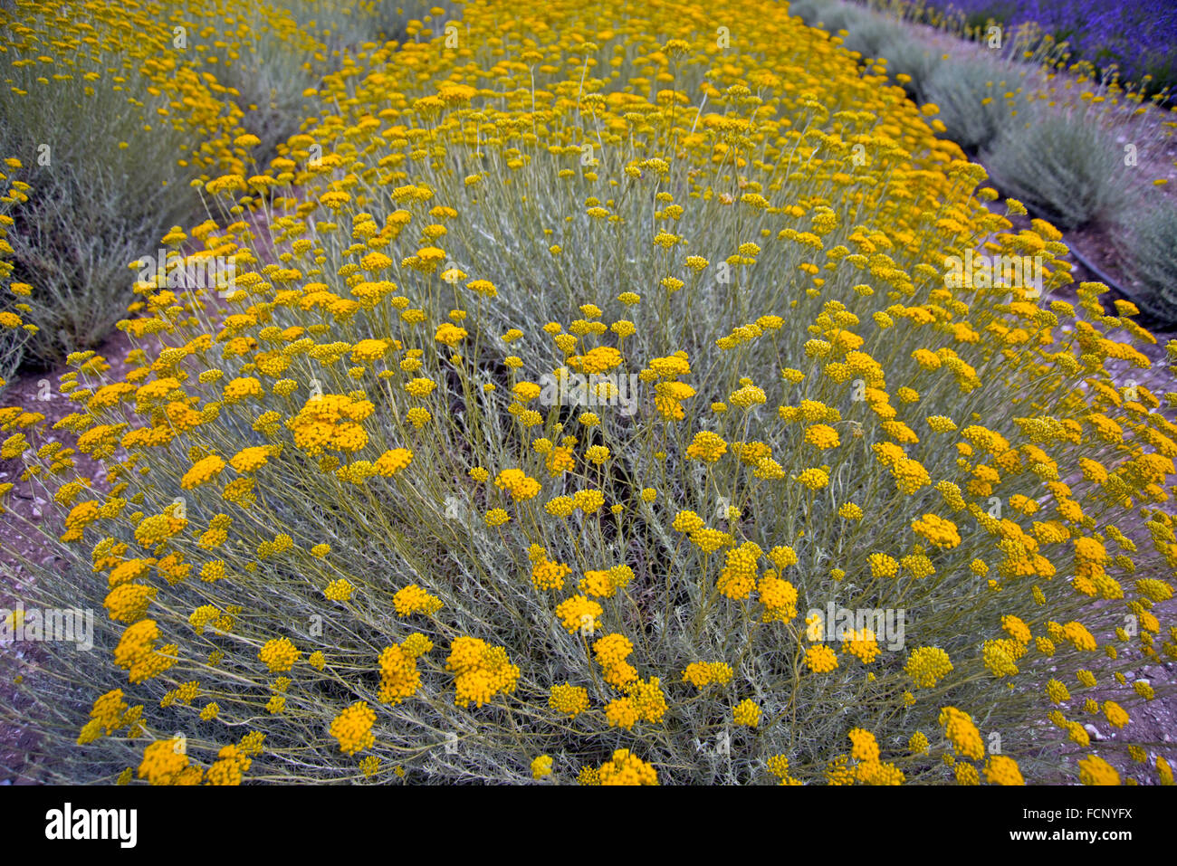 Yellow Herbs in Sequim,WA Stock Photo Alamy