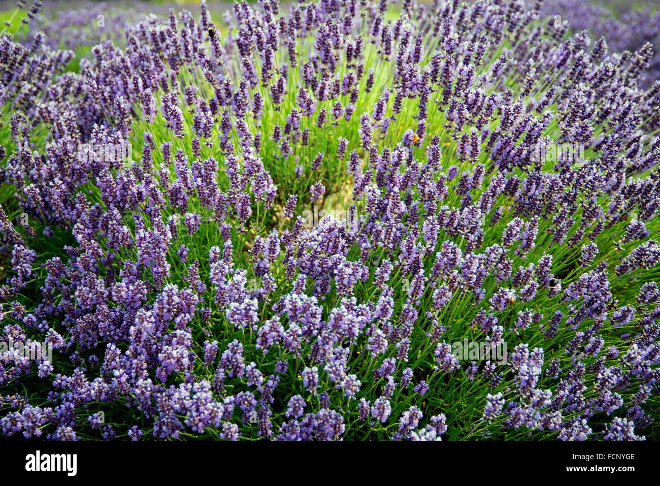 Lot of Lavender flower in Summer Festival,Sequim Stock Photo - Alamy