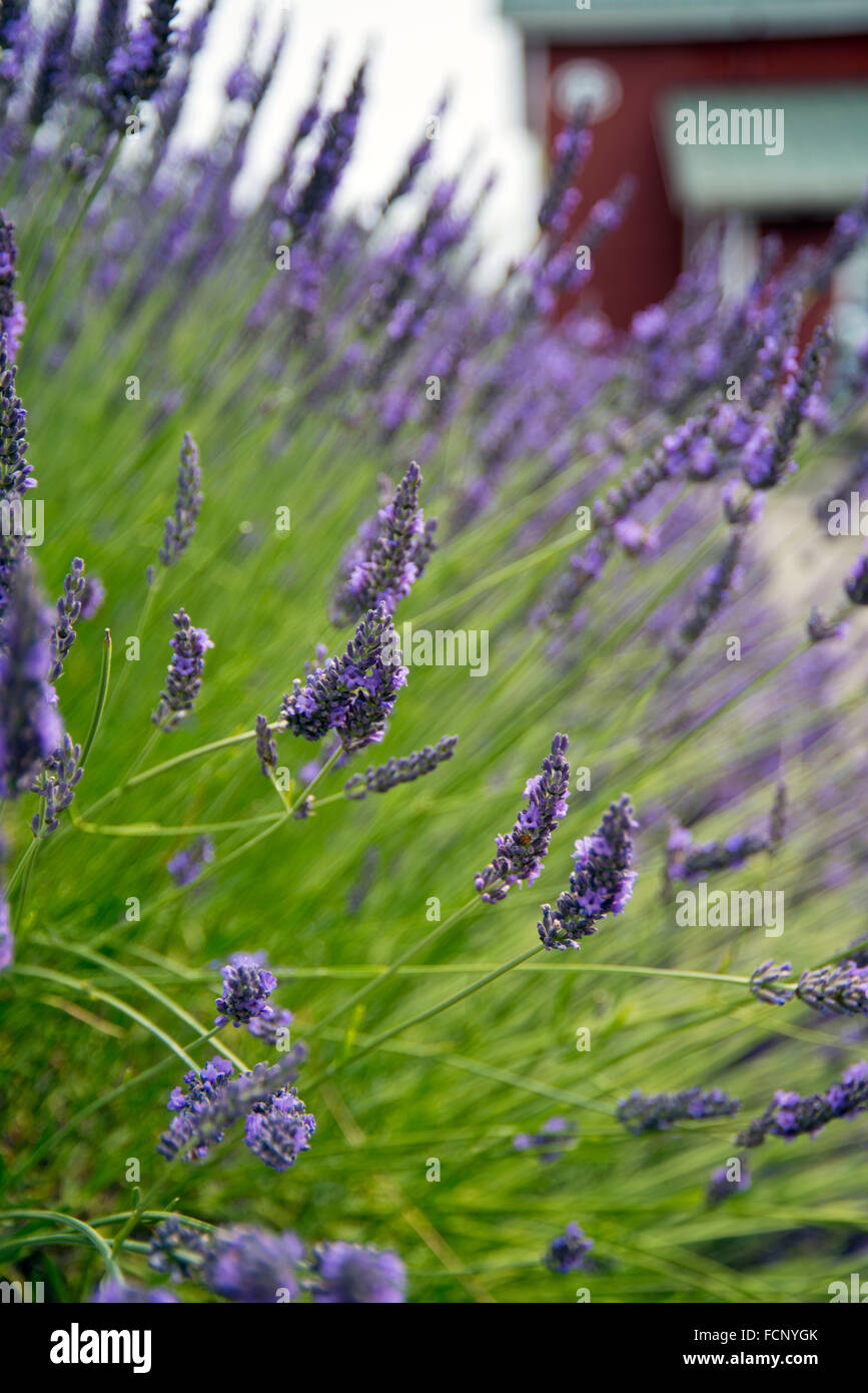 Long stem Lavender in Sequim,WA Stock Photo Alamy