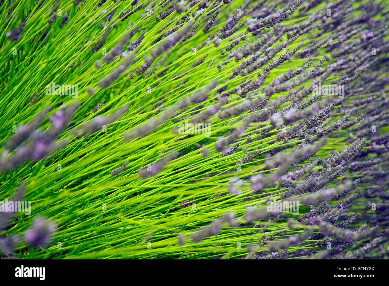 Lavender flower beds hires stock photography and images Alamy