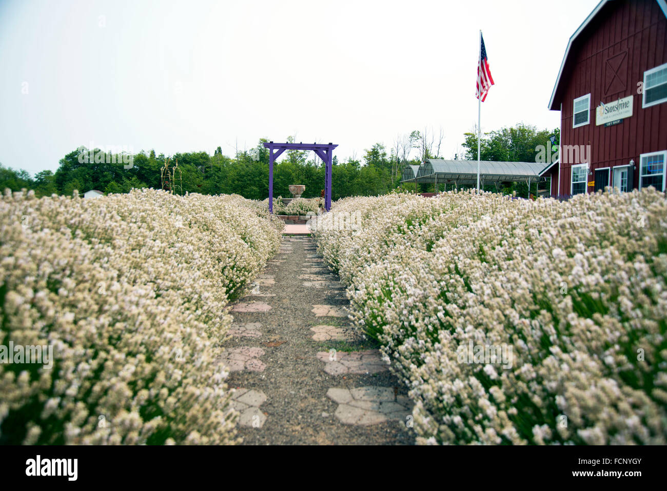 White Lavender garden in Sequim,WA Stock Photo Alamy