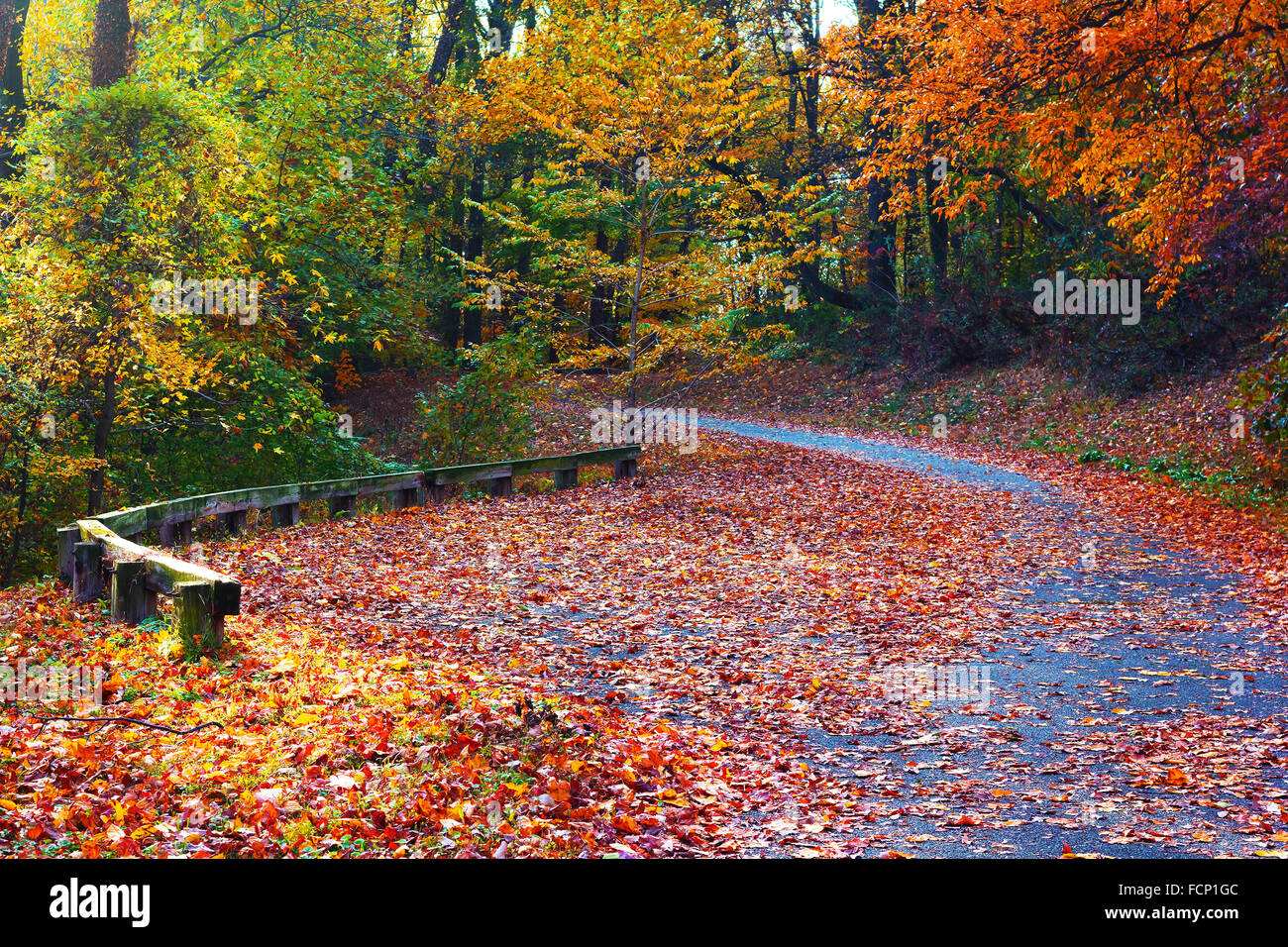 Trees in colorful foliage in the park Stock Photo - Alamy
