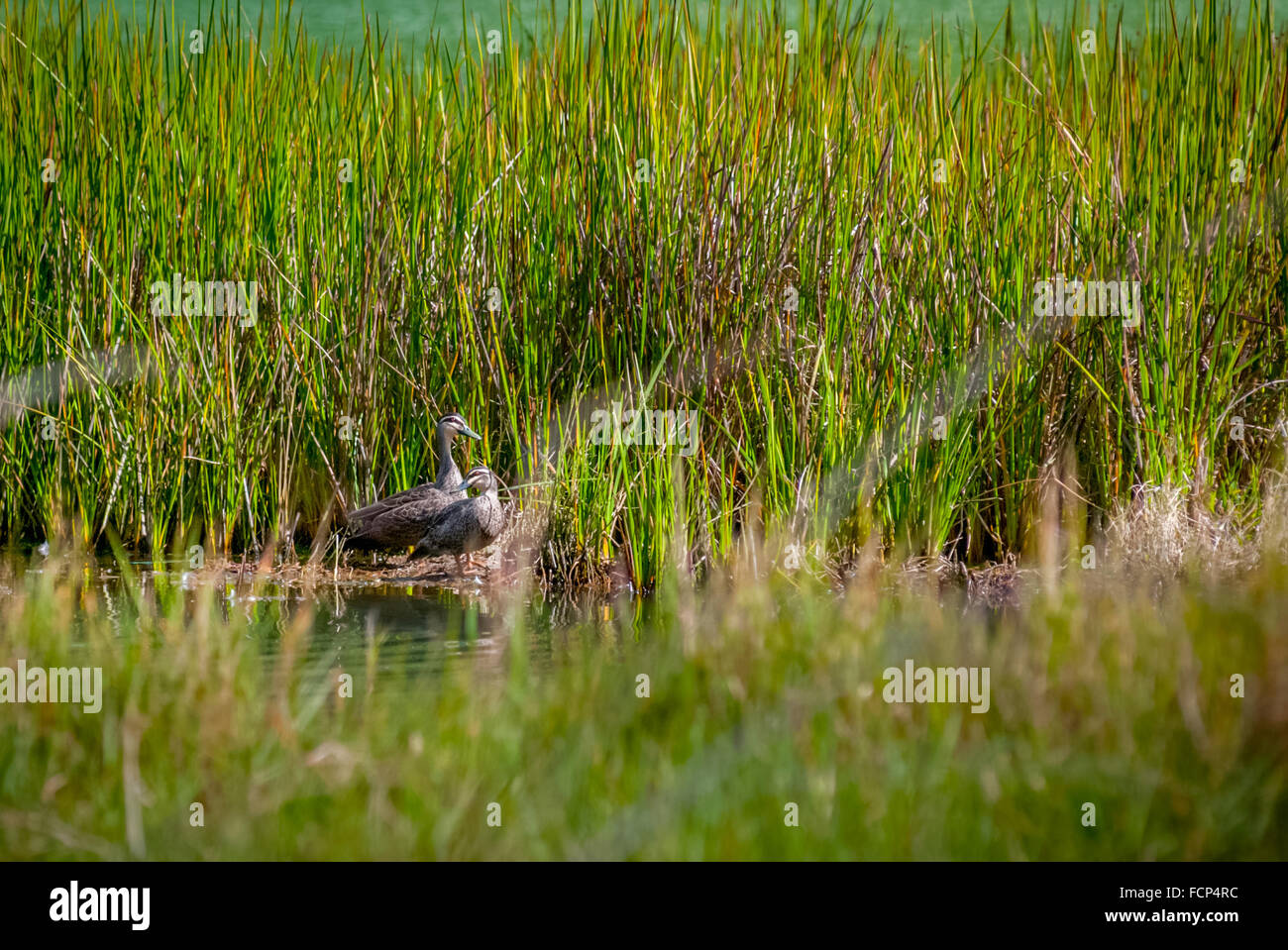Pacific black ducks (Anas supercillosa) on swampy environment of Telaga