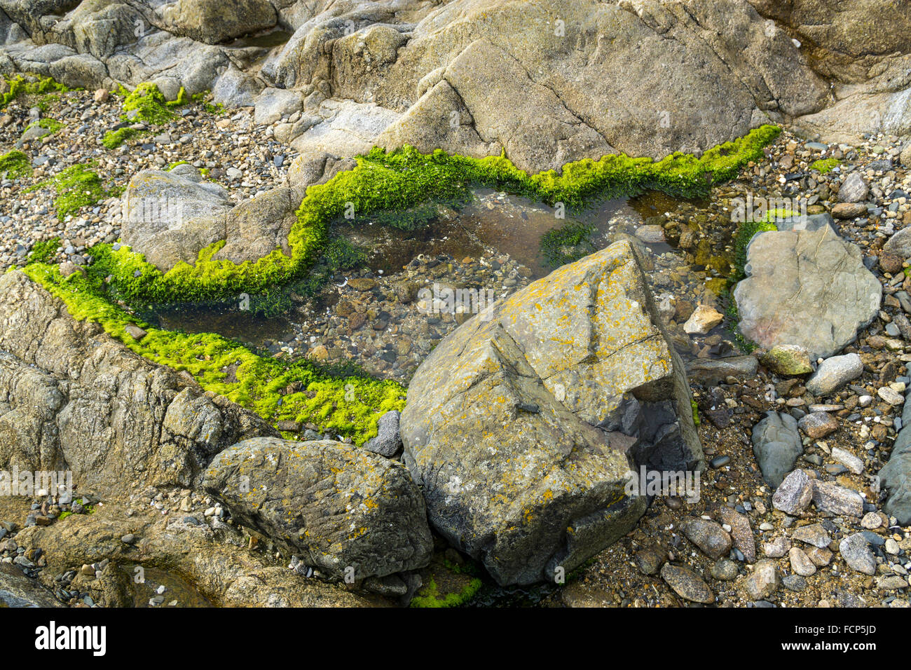 Green seaweed on the rocks at Fort National, the 17th Century fort at St Malo, Brittany, France Stock Photo