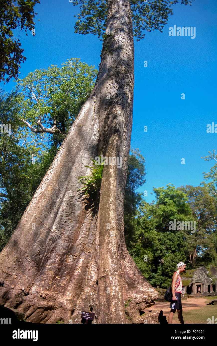 Cotton tree hi-res stock photography and images - Alamy