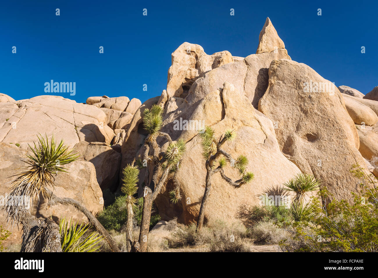 Desert rock joshua tree hires stock photography and images Alamy