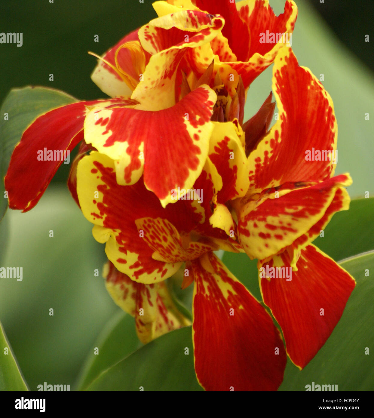 Canna hybrida, popular ornamental herb growing in clumps, rhizomatic