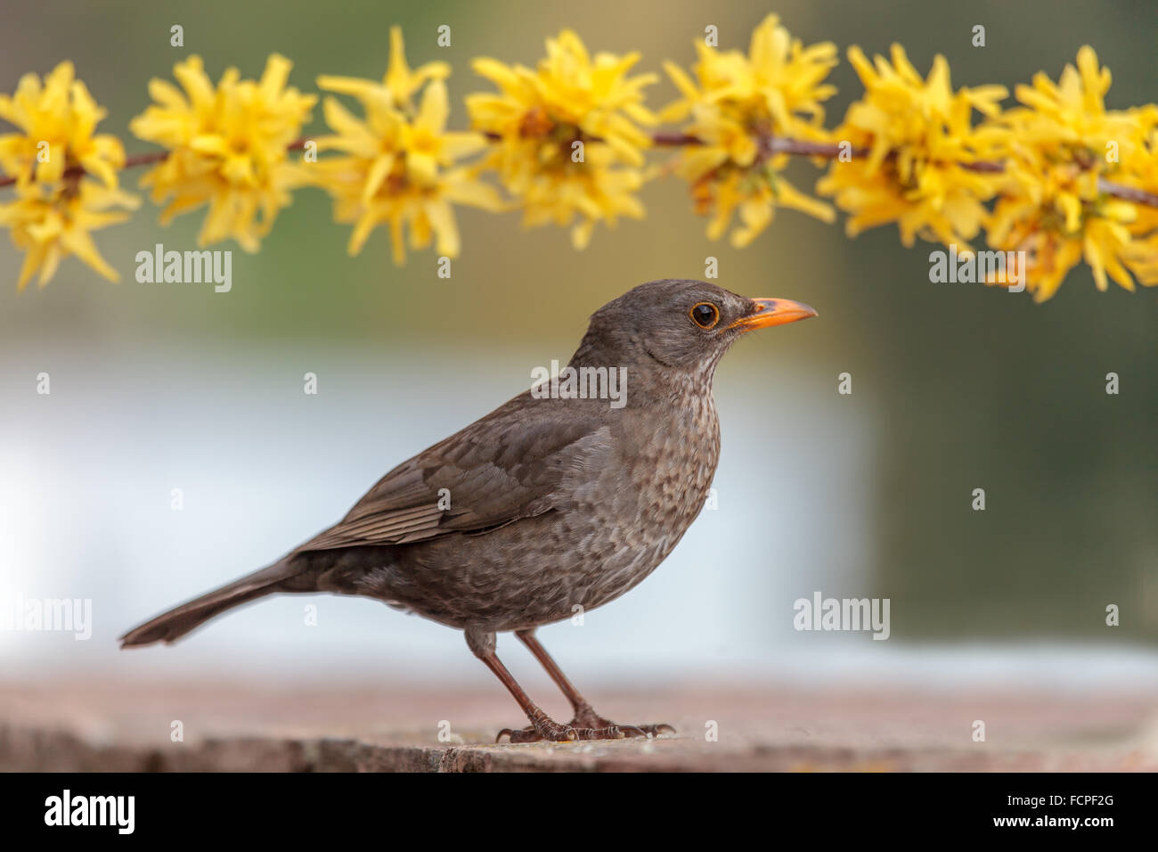 Common blackbird (Turdus Merula) Stock Photo