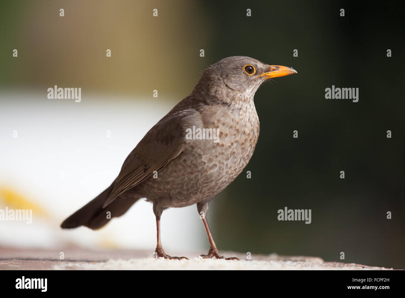 Common blackbird (Turdus Merula Stock Photo - Alamy