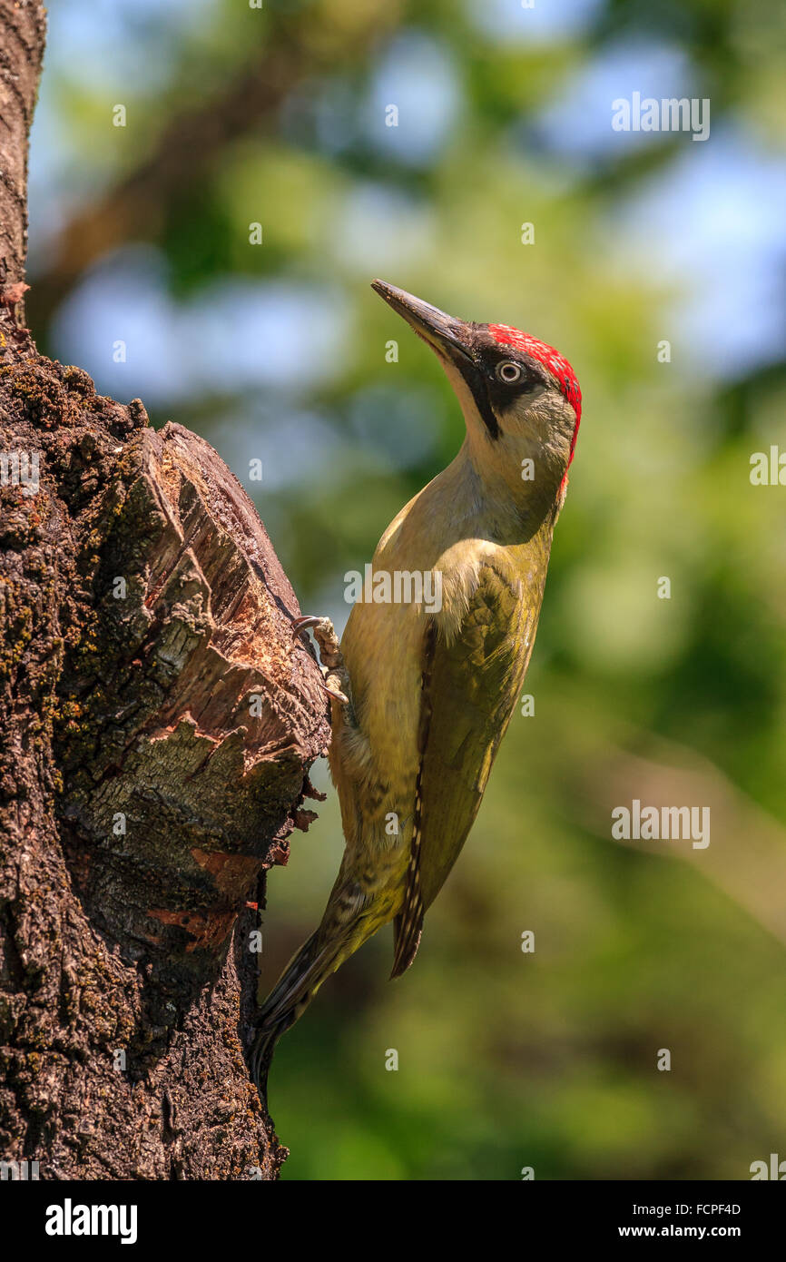 Green woodpecker (Picus Viridis) Stock Photo