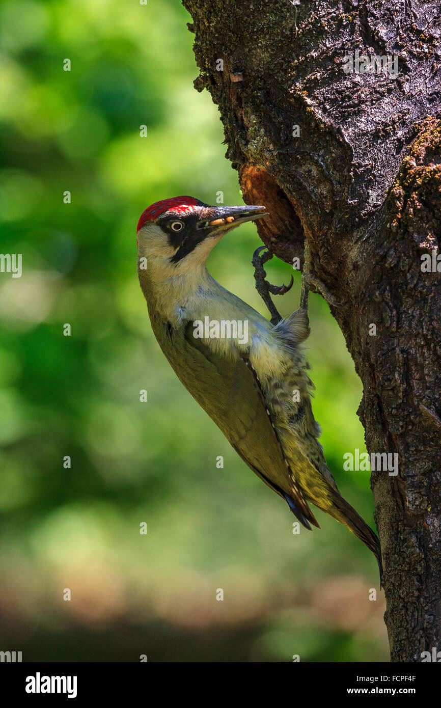 Green woodpecker feeding her chick (Picus Viridis) Stock Photo