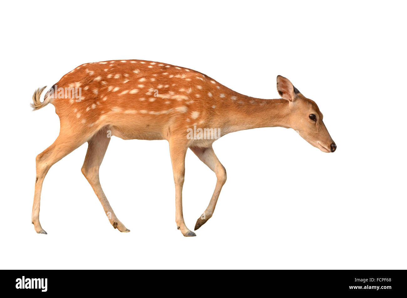sika deer isolated on white background Stock Photo