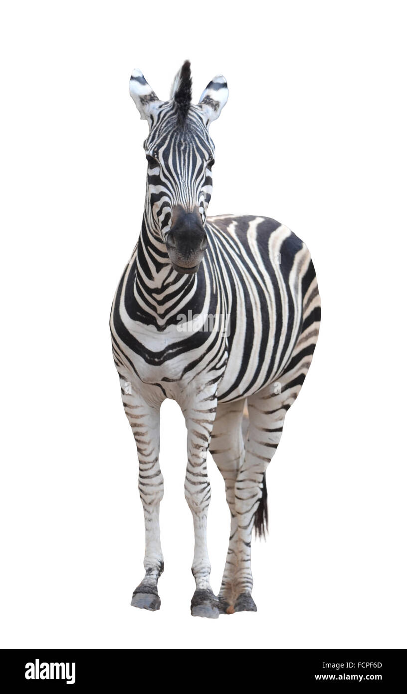 Zebra isolated hires stock photography and images Alamy
