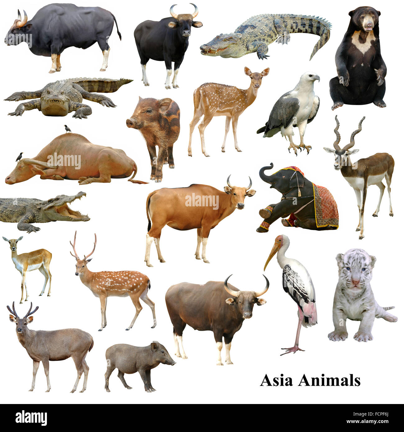 asian animals collection isolated on white background Stock Photo