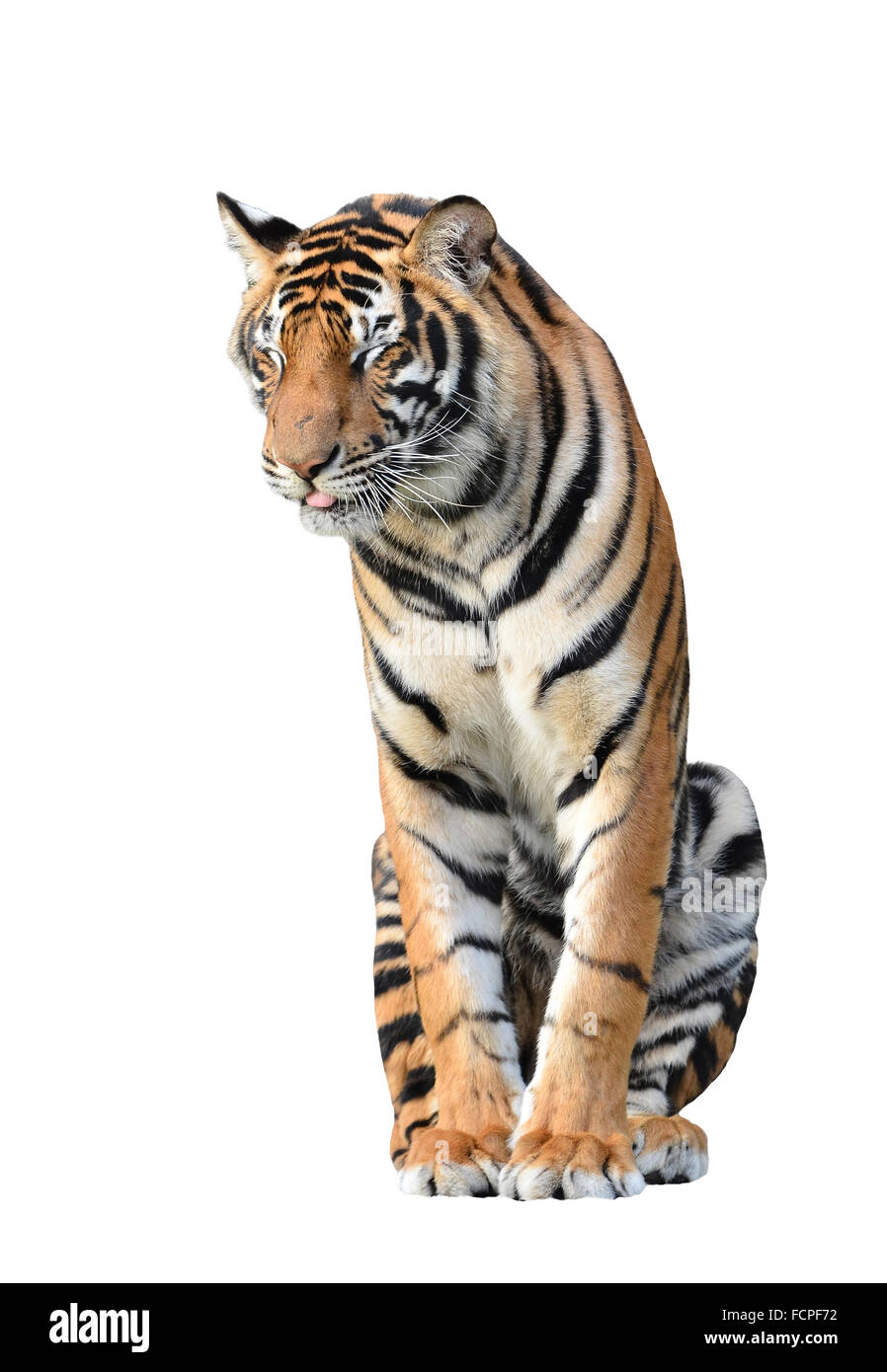 bengal tiger isolated on white background Stock Photo